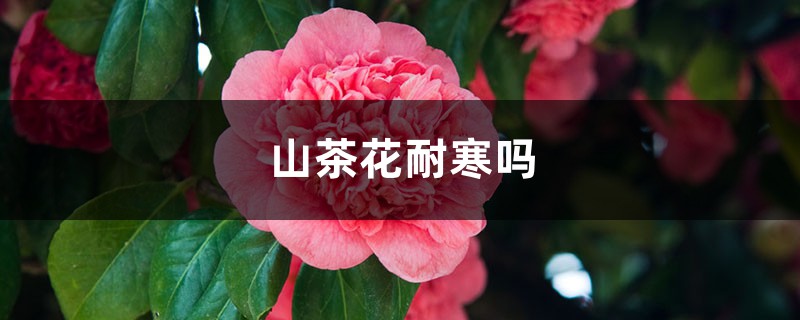 山茶花耐寒吗，山茶花耐旱吗