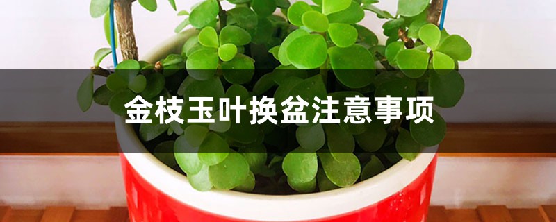 金枝玉叶换盆注意事项，金枝玉叶换盆用修根吗