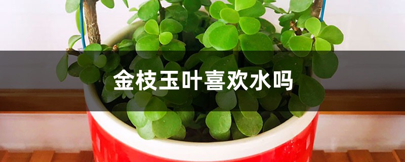 金枝玉叶喜欢水吗，喜欢什么样的土壤