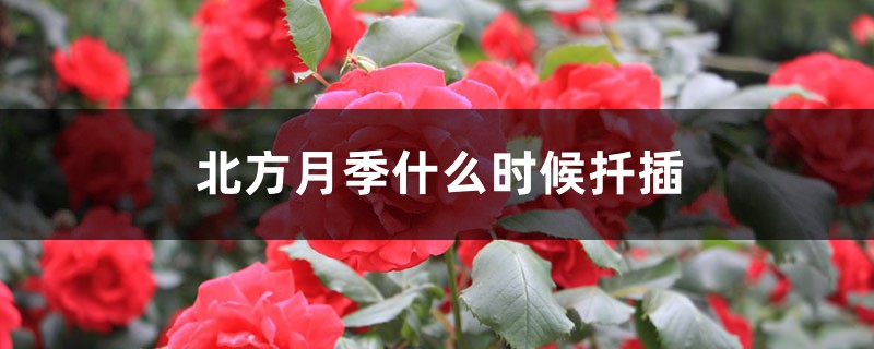北方月季什么时候扦插
