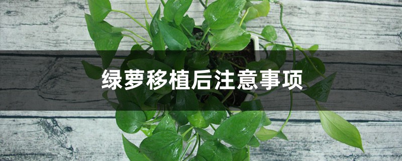 绿萝移植后注意事项