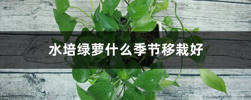 水培绿萝什么季节移栽好