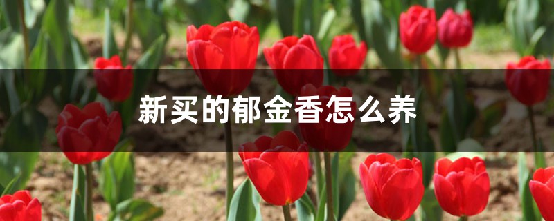 新买的郁金香怎么养