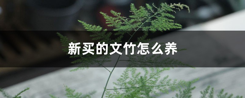 新买的文竹怎么养