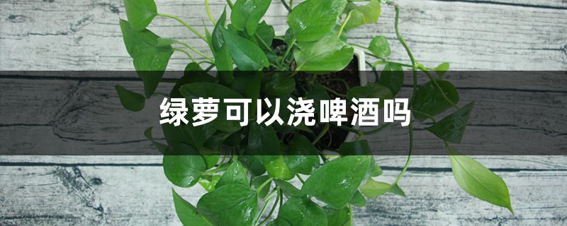 绿萝可以浇啤酒吗