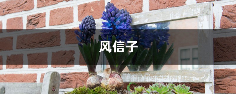 我家风信子出现“夹箭”，着急半天，原来是因为它太娇贵？