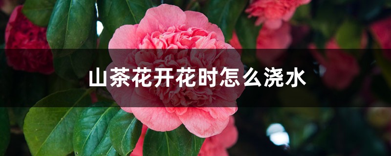 山茶花开花时怎么浇水，花期可以喷水吗