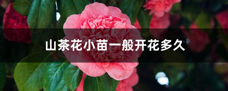 山茶花小苗一般开花多久，为什么不见长