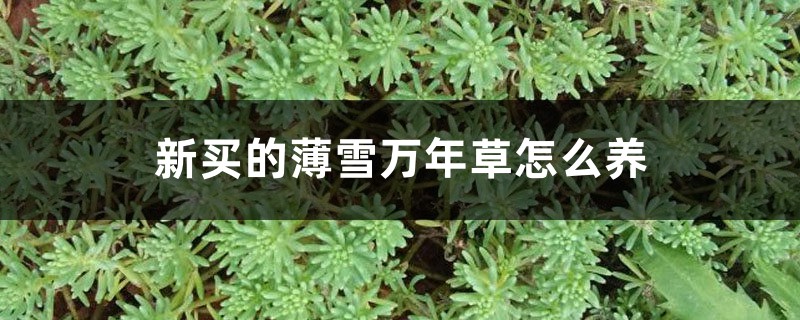 新买的薄雪万年草怎么养