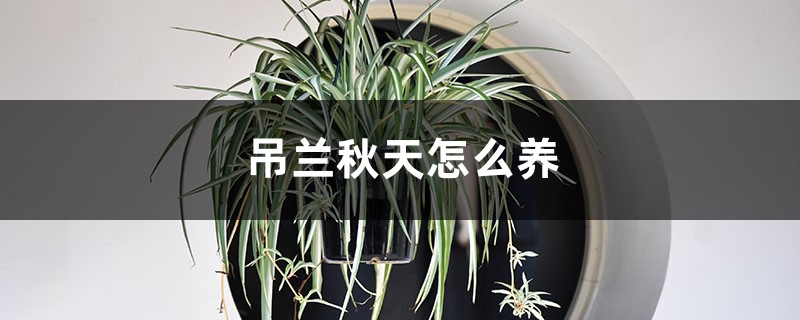 吊兰秋天怎么养