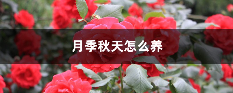 月季秋天怎么养