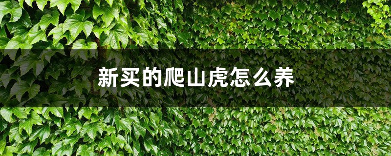新买的爬山虎怎么养