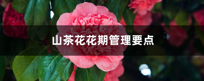 山茶花花期管理要点，山茶花花期怎么施肥
