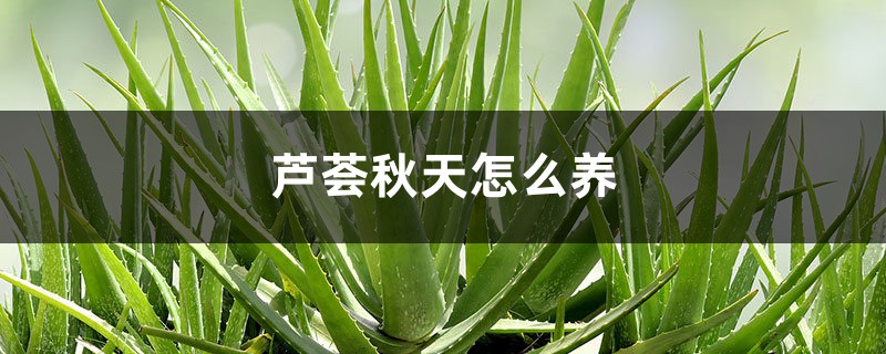 芦荟秋天怎么养