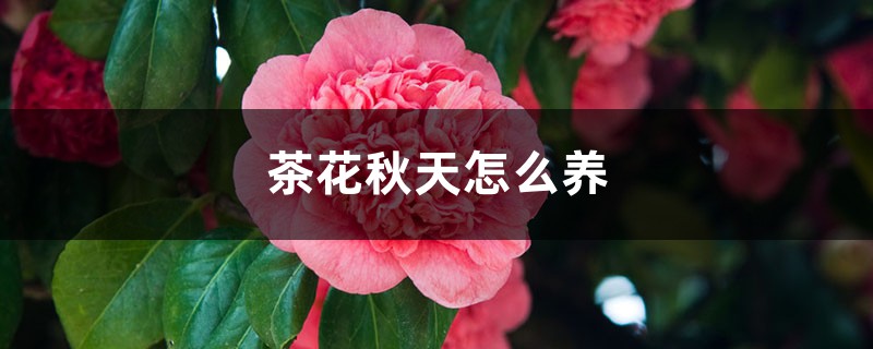 茶花秋天怎么养