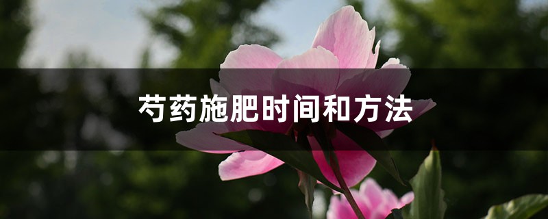 芍药施肥时间和方法，芍药喜欢什么肥料