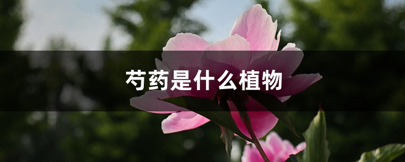 芍药是什么植物，芍药是花还是树