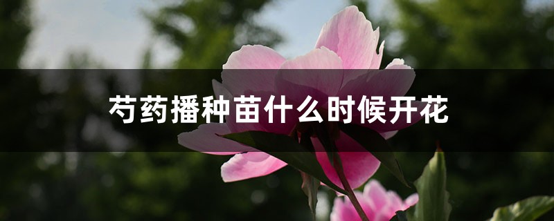 芍药播种苗什么时候开花，芍药播种育苗方法
