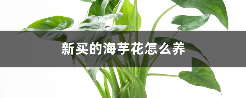 新买的海芋花怎么养