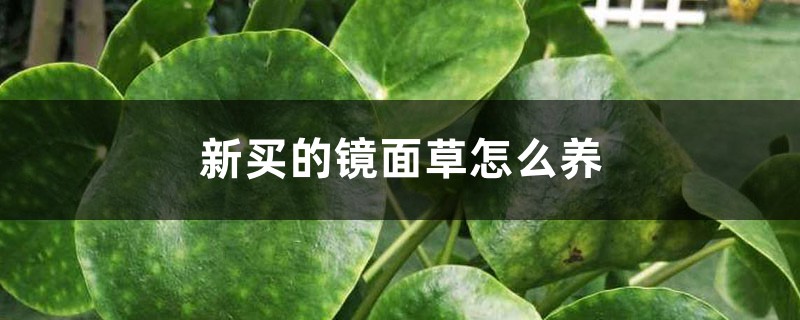 新买的镜面草怎么养