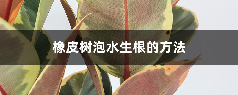 橡皮树泡水生根的方法