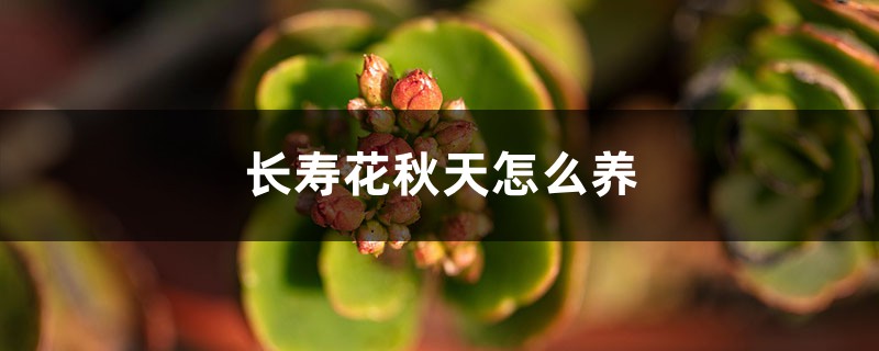 长寿花秋天怎么养