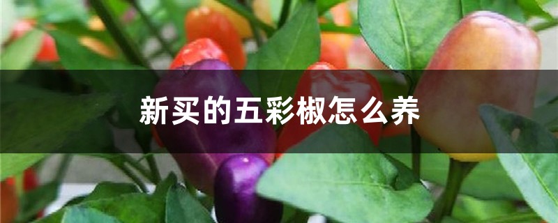 新买的五彩椒怎么养