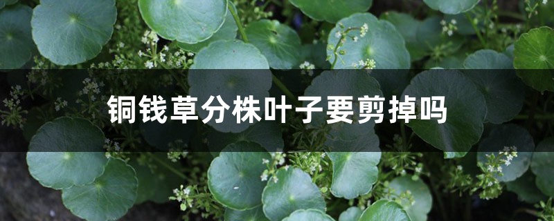 铜钱草分株叶子要剪掉吗，铜钱草分株几天能发芽