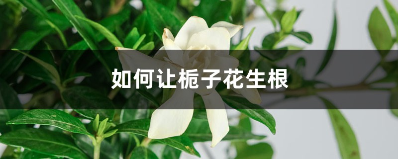 如何让栀子花生根