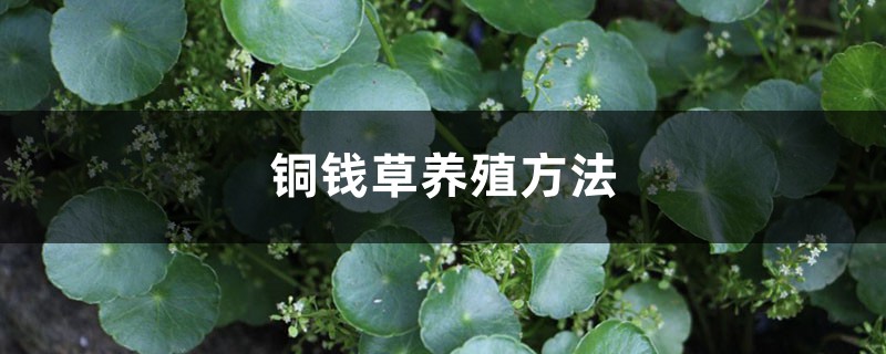 铜钱草养殖方法，铜钱草好不好养
