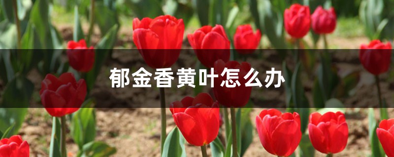 郁金香黄叶怎么办，郁金香叶子发黄怎么办