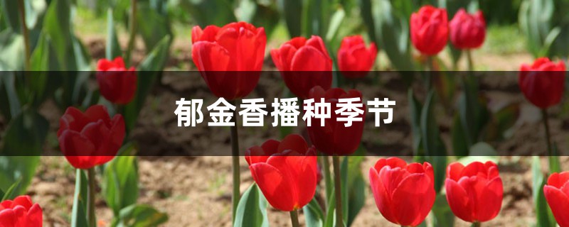 郁金香播种季节，郁金香从播种到开花需要多少天