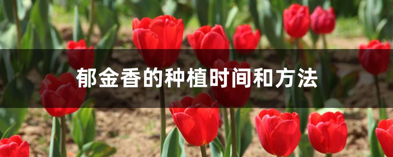 郁金香的种植时间和方法，郁金香种球种植