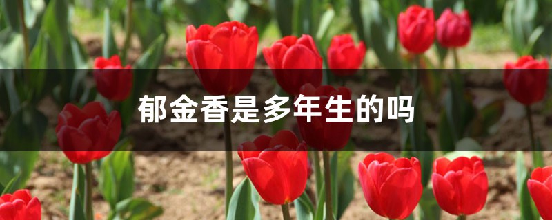 郁金香是多年生的吗，郁金香球根能用几年