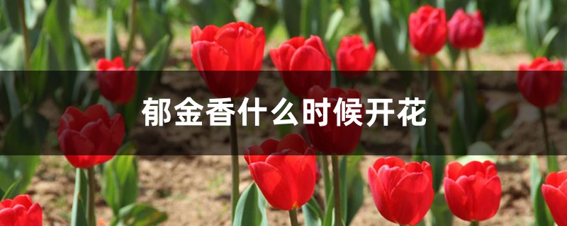 郁金香什么时候开花，郁金香不开花怎么办