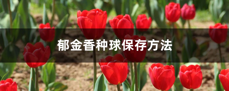 郁金香种球保存方法，郁金香种球怎么种植
