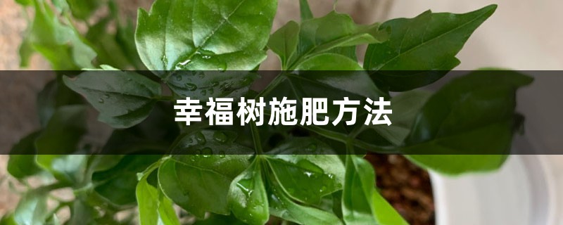 幸福树施肥方法，幸福树施肥用什么肥料