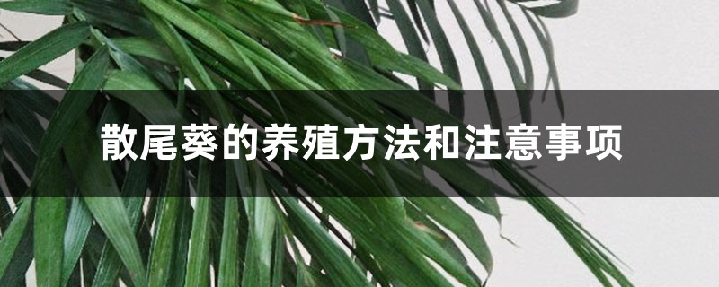 散尾葵的养殖方法和注意事项