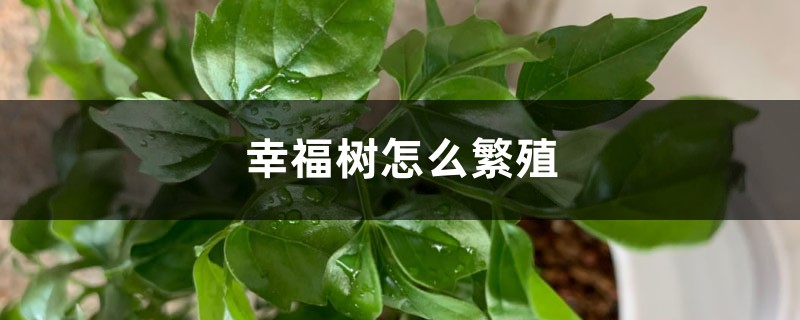 幸福树怎么繁殖，幸福树繁殖方法