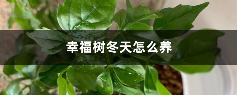 幸福树冬天怎么养，幸福树冬天怎么保暖
