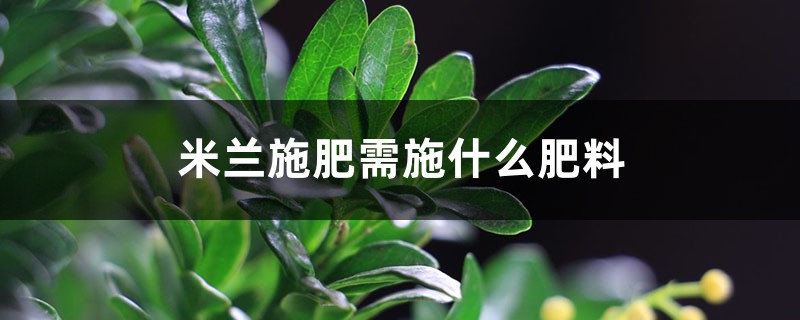 米兰施肥需施什么肥料，米兰施肥方法
