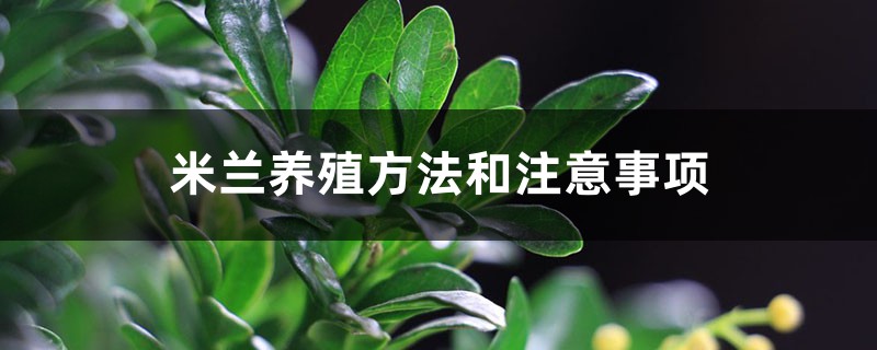 米兰养殖方法和注意事项，米兰怎么养