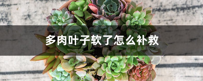 多肉叶子软了怎么补救，多肉叶子变软变皱