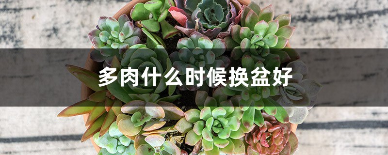 多肉什么时候换盆好，多肉11月份可以换盆吗