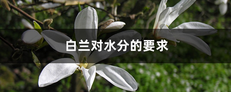 白兰对水分的要求