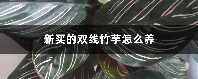 新买的双线竹芋怎么养