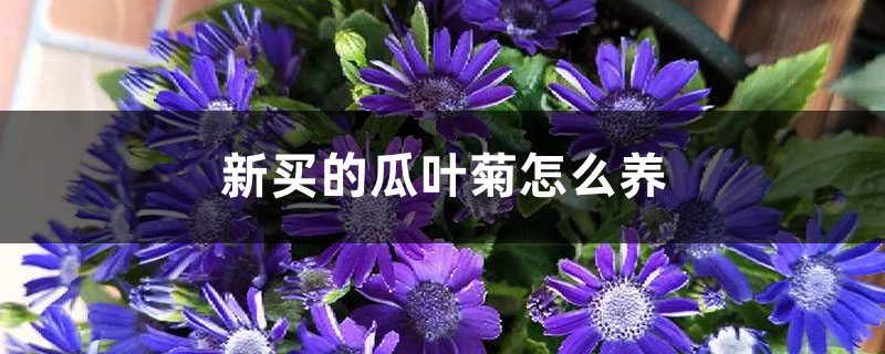 新买的瓜叶菊怎么养