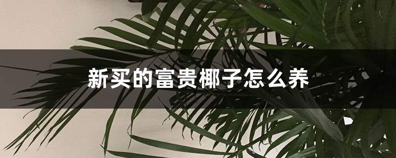 新买的富贵椰子怎么养