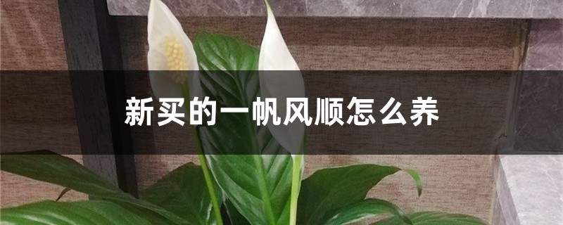 新买的一帆风顺怎么养