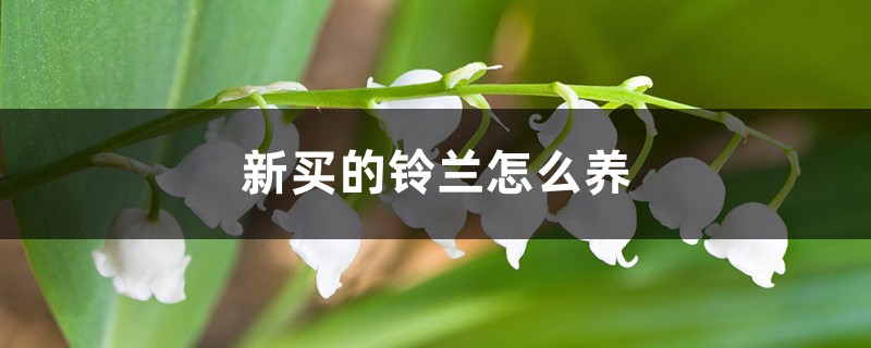 新买的铃兰怎么养